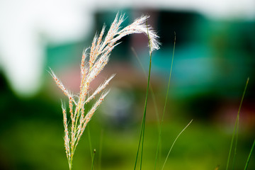 ear of wheat