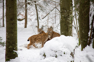 Lynx family. Lynx lynx.