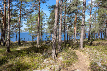 path through the forest to the sea