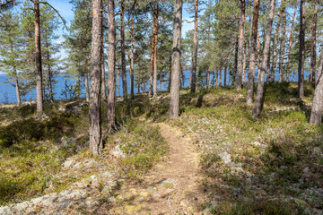 path through the forest to the sea