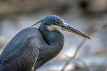 Obraz premium Black heron Portrait, Egretta ardesiaca