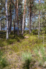 Obraz premium forest path