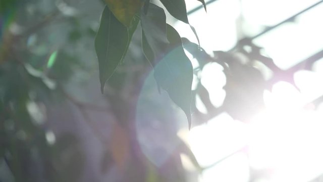 Feuilles &agrave; travers couch&eacute; de soleil