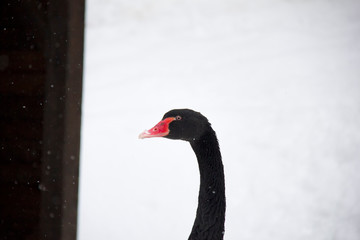 Black swan in winter.