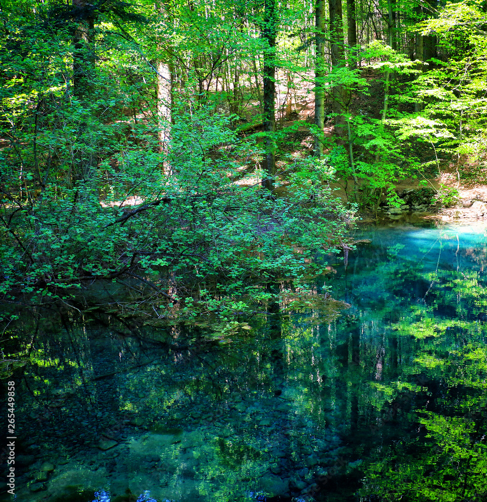 Canvas Prints river source in the mountainous forest