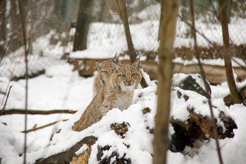 Lynx cubs in winter. Lynx lynx.