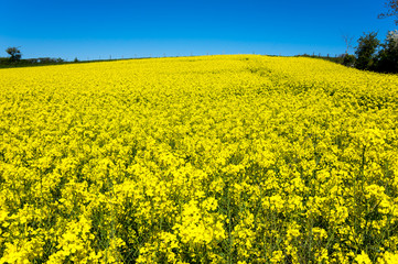 Obraz premium Yellow colza field