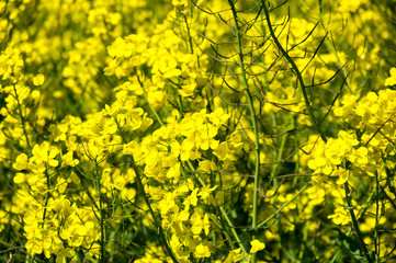 Yellow colza field