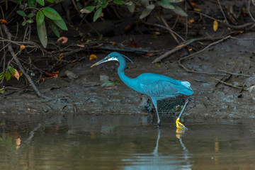  Black heron wading in shallow water , Egretta ardesiaca