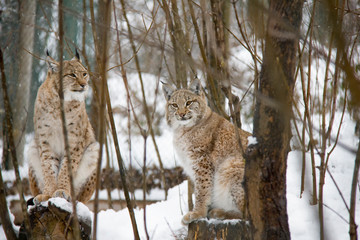 Lynx cub with mother. Lynx lynx.
