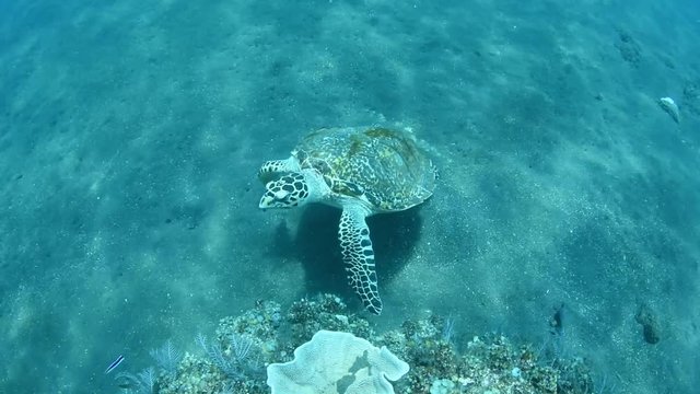 Sea turtle - Hawksbill turtle - Eretmochelys imbricata. Swimming in the ocean. Tulamben, Bali, Indonesia. 