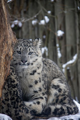 Snow leopard cub. Panthera uncia.