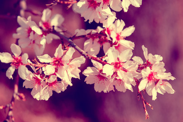 Blooming orchard. Flowering apricot tree branches
