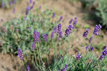  Lavandula angustifolia flowers