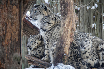 Snow leopard family. Panthera uncia.