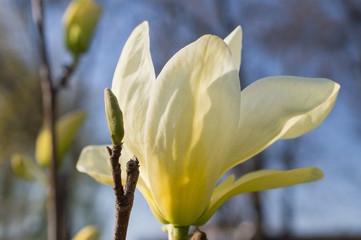 Obraz premium Kwiat żółtej magnolii