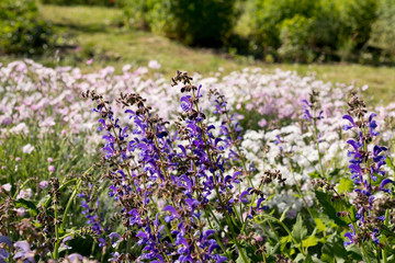 Fototapeta premium Nepeta grandiflora flower in the garden