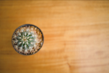 A lonely cactus in somewhere coffee cafe.