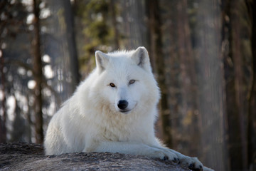 Arctic wolf. Canis lupus arctos.
