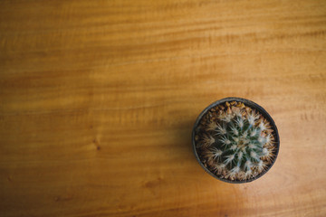 Fototapeta na wymiar A lonely cactus in somewhere coffee cafe.