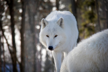 Polar wolf. Canis lupus arctos.