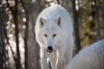 Hungry arctic wolf. Canis lupus arctos.