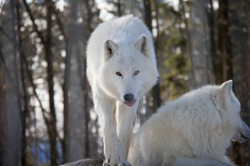 Obraz premium Arctic wolf. Canis lupus arctos.