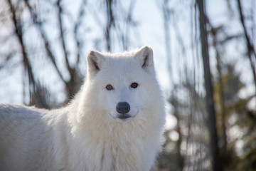 Portrait of white wolf. Canis lupus arctos.