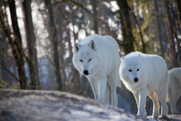 White wolf. Canis lupus arctos.