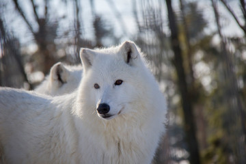 Naklejka premium Head of polar wolf. Canis lupus arctos.