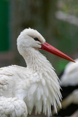 Stolzer heimischer Weißstorch pflegt sein Gefieder mit seinem langen roten Schnabel und posiert anmutig für ein Portrait