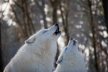 Naklejka premium Howling arctic wolves. Canis lupus arctos.
