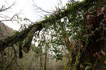 beautiful green forest on background