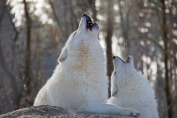 Howling polar wolves. Canis lupus arctos.