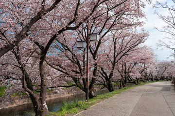 Fototapeta na wymiar 五条川を挟んで両岸に咲くソメイヨシノの桜と青空