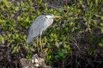 Heron, Ardea cinerea photographed in natural surroundings 
