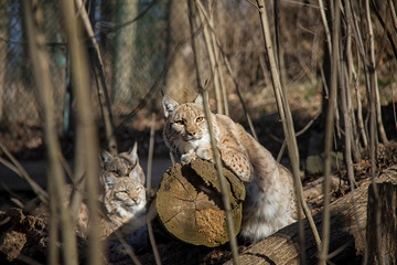 Lynx on a log.