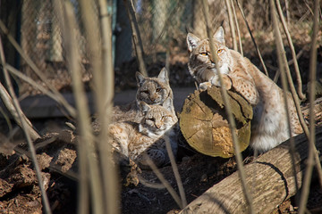 Lynx family.