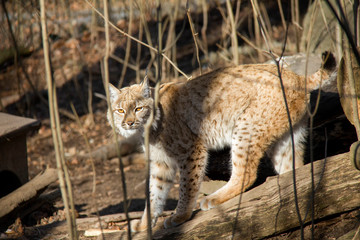Lynx in sunshine.