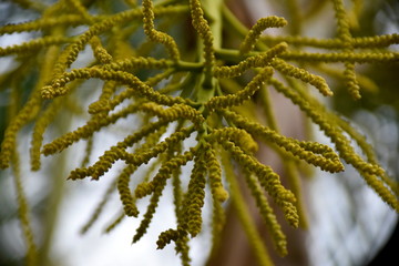 Close-up tropical green plants in the Philippines