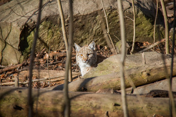 Lynx cub. 