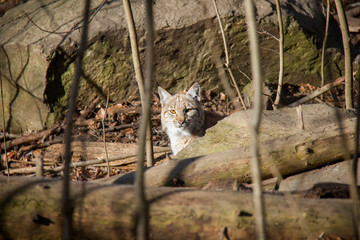 Lynx cub. 