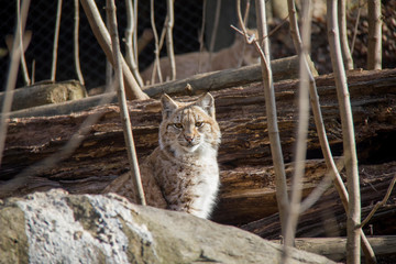 Lynx kitty sitting on a rock.