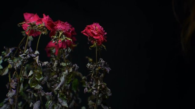 Woman smelling dried roses. Close-up.1920X1080 Full Hd.