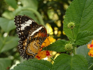 Schmetterling