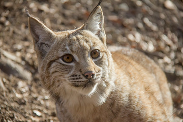 Fototapeta premium Portrait of lynx kitten.