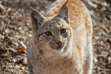 Portrait of young lynx. 