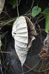 Aristolochia grandiflora - Großblumige Osterluzei