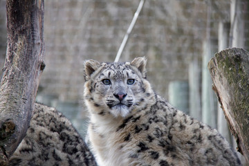 Snow leopard cub.