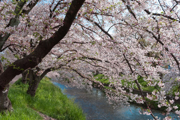 五条川を挟んで両岸に咲くソメイヨシノの桜と青空